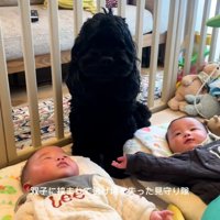 動けないわんこ