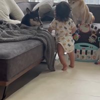 茶々ちゃんを見る息子さん