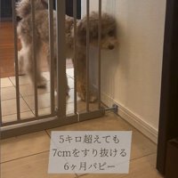 ゲートをすり抜けるマフィンくん5