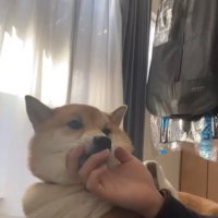 部屋で横になりながら男性にアゴの下を撫でられる柴犬