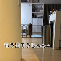 柵に前足をつくトイプードル