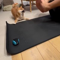 飼い主の足に向かって怒る犬