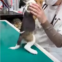 診察台の上に乗る犬