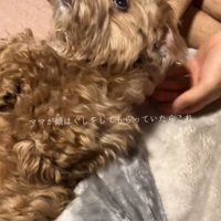 上を見る犬2