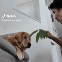 葉っぱを見せられる犬