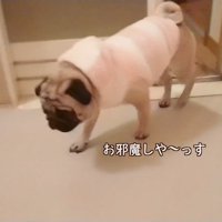 声をかけたら中に入ってきました