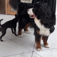 どんちゃんとジジくんのふれあい