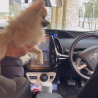 助手席の人物に抱っこされる犬