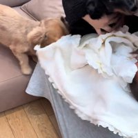 赤ちゃんとワンコ2匹の初対面2