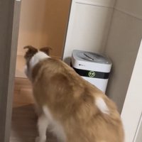 玄関へ歩いていく犬