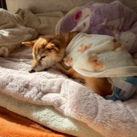 眠るクッキーちゃん