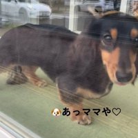 ママがお迎えに来た時のコロンちゃん7