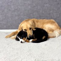 リラックスする2匹