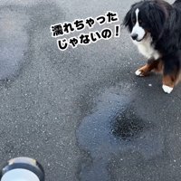 「濡れちゃったじゃない！」とご不満顔
