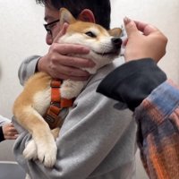 静かに頑張るわらびちゃん