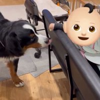 バナナを食べないロッキーくん
