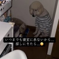 ハムスターを見ていた大型犬