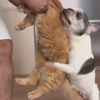 飼い主が抱き上げた猫の背中にしがみつく犬