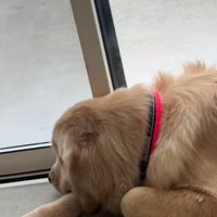寂しそうに外を眺める大型犬