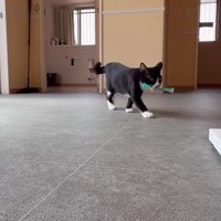 おもちゃを持ってくること