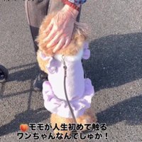 初めて犬を触った