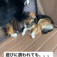 同居犬が遊びに誘うと…