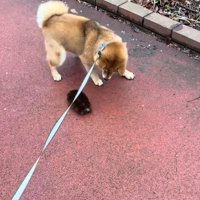 驚くりんちゃん