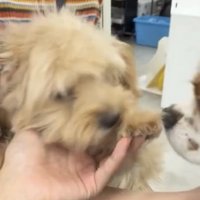抱っこされた犬に顔を近づける犬