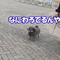 不服そうなゆずちゃん