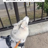 セミの声が気になる…