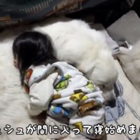 眠る子どもを見守る犬