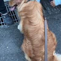 ピノくんとご夫婦の再会⑩