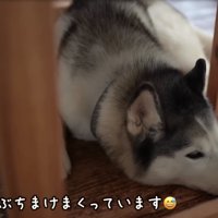 不満そうな犬