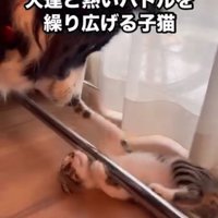 攻撃力ゼロの猫パンチ♪