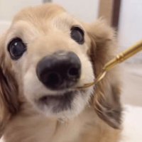 フォークをパクッ