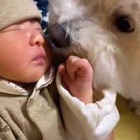 新生児を見つめる小型犬