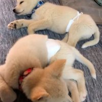 眠る2匹