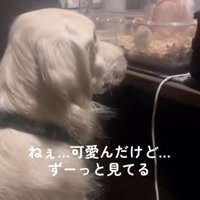 何か喋ってそうな2匹