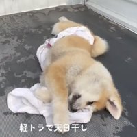 荷台でひっくり返る犬