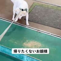 拒否柴の銀くん