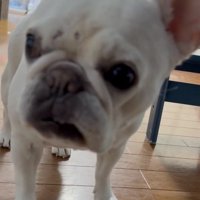 険しい表情で立つ犬
