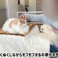 みんなで仲良くぬくぬく…♪
