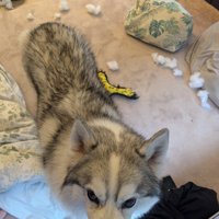 綿を出して暇つぶし
