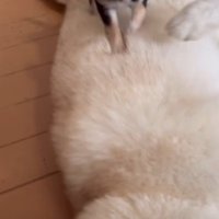 生後100日目のチワワ