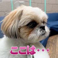 病院だと気づいたココちゃん