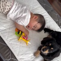 赤ちゃんとワンちゃんの初対面5