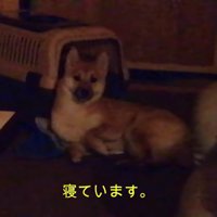 キャリーから出てくれたよ！！