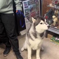 「すぐそこに飼い主さんが…」