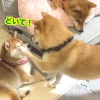 幾三くんが凛ちゃんをパンチ！