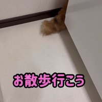 洗濯機の裏から出ている尻尾「お散歩行こう」